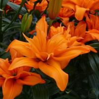 73823dd6-675c-11ed-bd4c-001e673ebdea-1