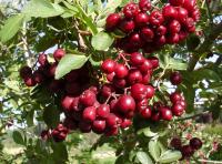 309720e0-d24a-11ef-8915-246e9611e8f5-1