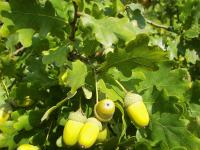 754f9a0b-1149-11f0-8918-246e9611e8f6-1