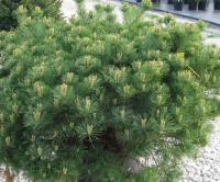 61e52530-d507-11f0-891e-246e9611e8f6-1