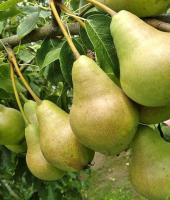 cedd449c-29c2-11f0-8918-246e9611e8f6-1 cedd449c-29c2-11f0-8918-246e9611e8f6-1