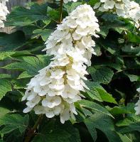 96fa00da-c1ef-11f0-891d-246e9611e8f7-1