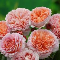 5e63e2b6-281b-11e8-9db1-005056c00008-1