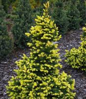 857e7203-d046-11f0-891e-246e9611e8f6-1