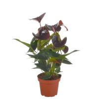 9315ce6d-d224-11ee-890a-246e9611e8f5-1