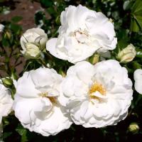 fbba6fd9-2434-11e8-9db1-005056c00008-1