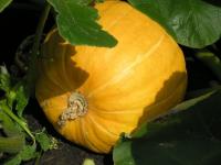 236bac4b-d9ef-11e0-90f8-00500454e615-1