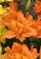 c0a3c3fa-5fd0-11ed-bd4c-001e673ebdea-1