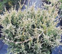 a35132e2-64e3-11e9-9098-005056c00008-1