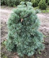 7e7e887c-c35e-11ef-8915-246e9611e8f5-1