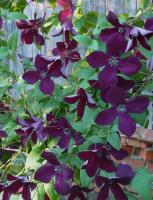 51785923-fff0-11ef-8915-246e9611e8f5-1