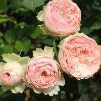 6fea7dc4-361a-11ef-890e-246e9611e8f7-1