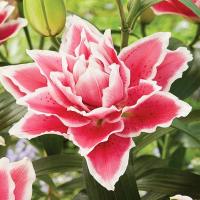 cc8a51ac-d5b2-11ef-8915-246e9611e8f5-1