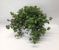 2264bafd-246a-11f1-8926-246e9611e8f6-1