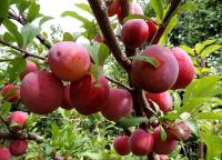 6a1babf1-cc07-11ef-8915-246e9611e8f5-1