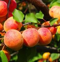 022c250b-bedf-11f0-891d-246e9611e8f7-1