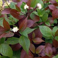 1e37e0ec-2cf2-11f1-8926-246e9611e8f6-1