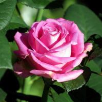 4c797974-2821-11e8-9db1-005056c00008-1