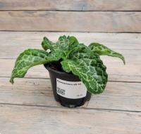 Снимок экрана_26-1-2026_12835_rassadacvetov.ru