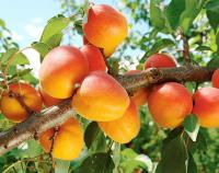 76a9a079-c9dd-11ef-8915-246e9611e8f5-1