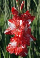 39057ff1-6f2b-11ec-8bcd-005056c00008-1