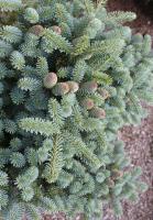 ed032a20-c1dc-11ef-8915-246e9611e8f5-1