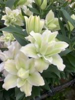 a0a206f6-d5ab-11ef-8915-246e9611e8f5-1