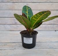 Снимок экрана_26-1-2026_122043_rassadacvetov.ru