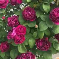 378da14c-2821-11e8-9db1-005056c00008-1