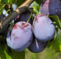 8b5e90e8-bec6-11f0-891d-246e9611e8f7-1