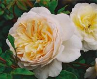 roza-krokus-rouz-3