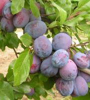 ba8a7ccb-cc07-11ef-8915-246e9611e8f5-1