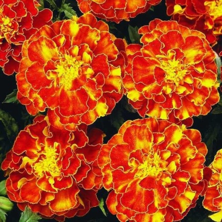 6a97b4d2-dcea-11dd-9138-00500454e615-3