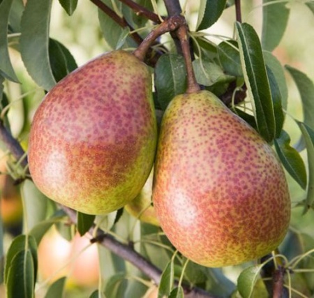 629c71e7-d546-11ed-97e3-001e673ebdea-1