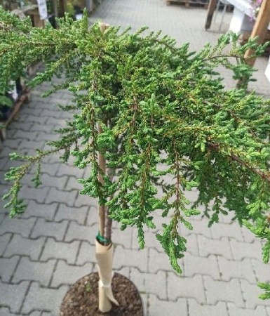 7dd293a7-3a56-11e8-a7ea-005056c00008-1