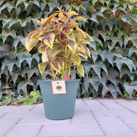 e67138bc-682b-11ee-ae0a-001e673ebdea-1