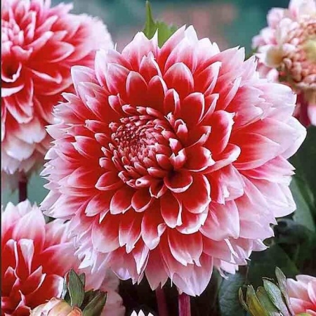 08fa3acf-2ec7-11e0-9fb4-00500454e615-1