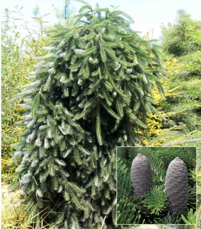 2ef08b9e-43c6-11e8-8910-005056c00008-1