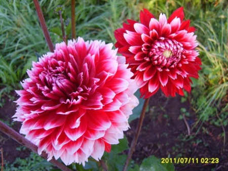 08fa3acf-2ec7-11e0-9fb4-00500454e615-2