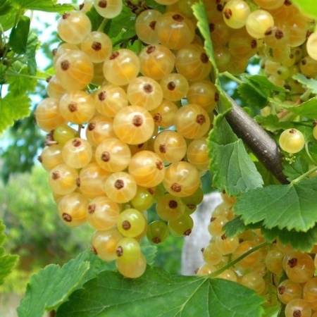 9fb9b78f-a342-11eb-93b3-005056c00008-1