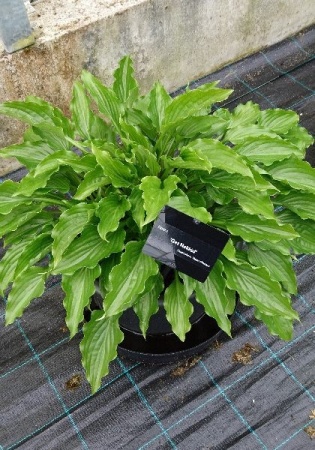 de708913-2e87-11e8-a7ea-005056c00008-1