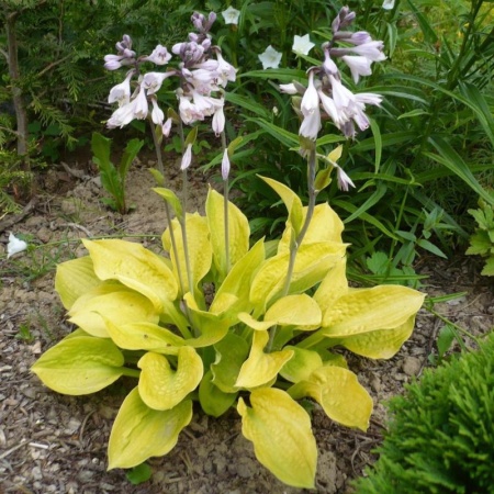 a0e476d6-3aa8-11e9-b36c-005056c00008-1