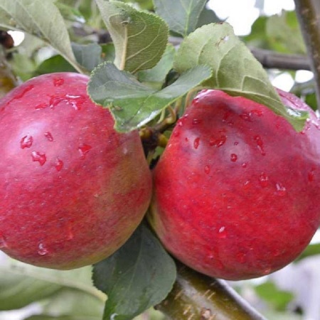 77cbe026-cc0f-11ef-8915-246e9611e8f5-1