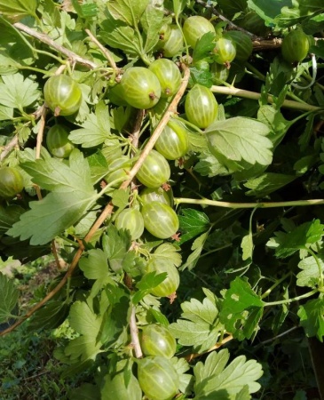 ac2a963c-20d8-11f0-8918-246e9611e8f6-1