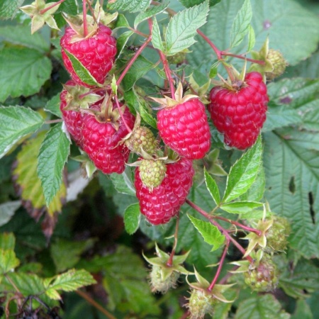 353f93ed-d548-11ed-97e3-001e673ebdea-1