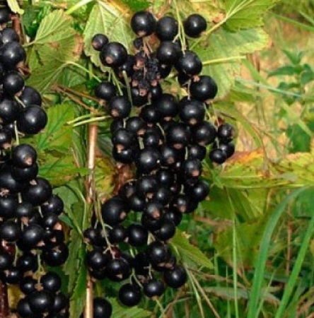 c9f80e47-f094-11ed-88b6-001e673ebdea-1