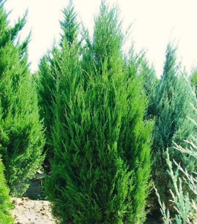 dfb44b94-3a55-11e8-a7ea-005056c00008-1