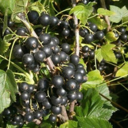 f0bbfc09-a9b4-11eb-93b3-005056c00008-2