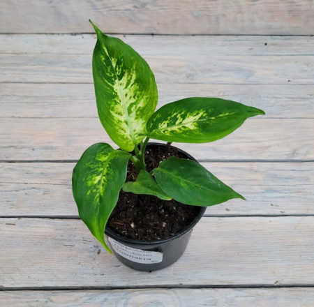 Screenshot 2026-01-26 at 13-12-26 Диффенбахия Компакта Compacta d12 - купить оптом и в розницу в Москве. - Цветочная компания Харченко