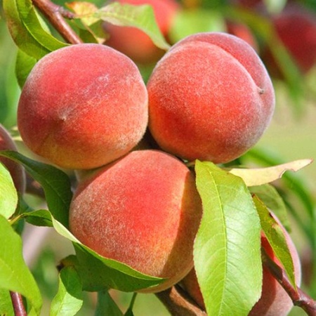 4a6adb06-f39e-11f0-8923-246e9611e8f6-1